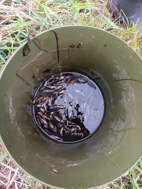 Ein Eimer voller toter Stichlinge | Foto: Angelverein Horneburg