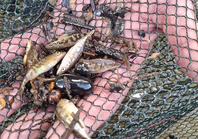 Aus der Aue wurden unzählige tote Fische geholt - wie hier die Stichlinge | Foto: Angelverein Horneburg
