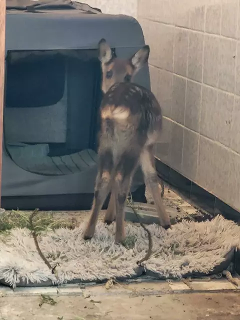 RehNee hat seine Mutter noch kennengelernt | Foto: Corinna Harms