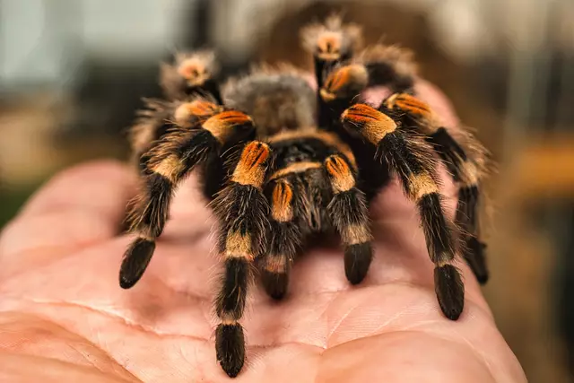 Vogelspinne auf der Hand bei der Reptilienausstellung im Wildpark Schwarze Berge | Foto: M. Peper