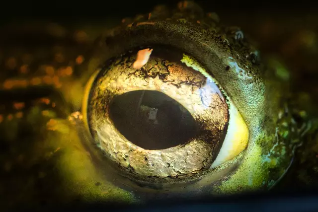Reptilien ganz nah im Wildpark Schwarze Berge | Foto: M. Peper