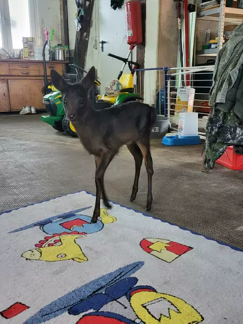 RehNato | Foto: Corinna Harms