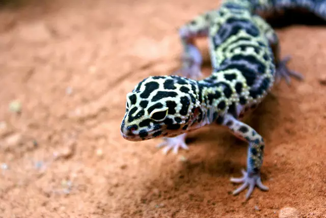 Bunte Geckos bei der Reptilienausstellung im Wildpark Schwarze Berge | Foto: Wildpark Schwarze Berge
