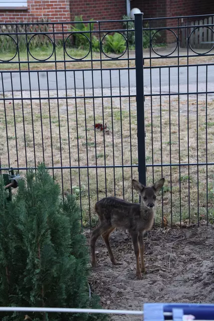 Extrem scheu und immer fluchtbereit - RehNata traut nur ihrer Ziehmutter und das soll auch so bleiben. Schließlich soll sie wieder ausgewildert werden