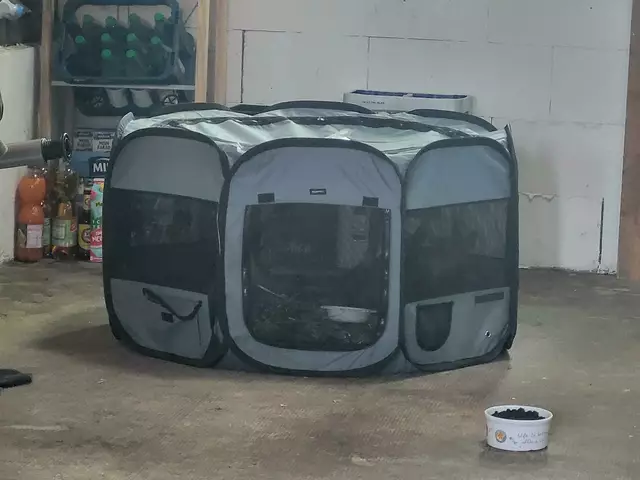 In diesem Korb schlafen die Zwillinge  RehNato und ReHnee