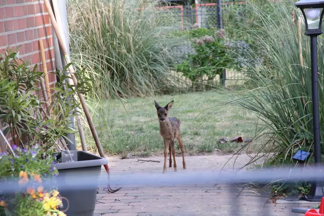 "Mamma, wo bist du?" - RehNata schaut nach ihrer Ziehmutter