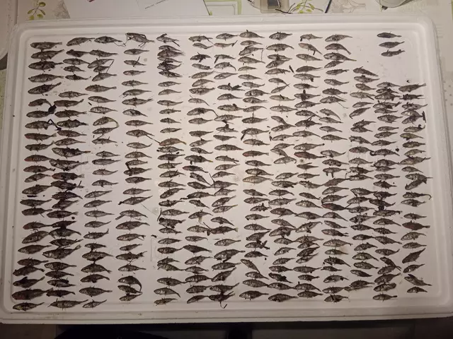 Diese 378 toten Fische wurden allein auf einem 30 Meter langen Abschnitt der Aue eingesammelt | Foto: Ralf Gerken