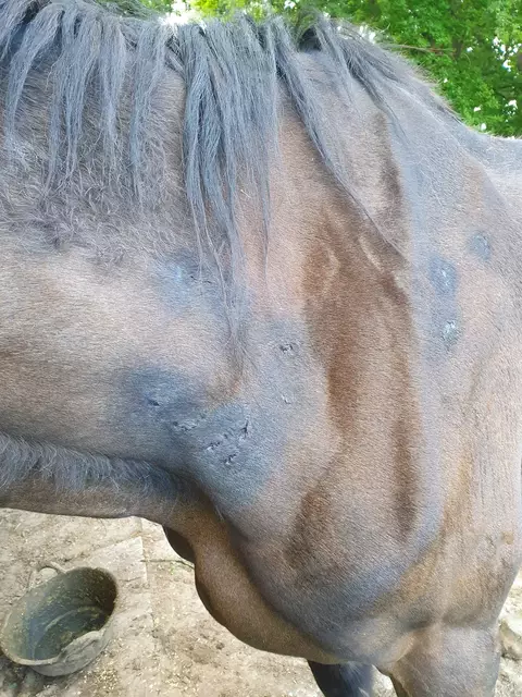 Die Stute wurde in den Hals gebissen | Foto: Wegner