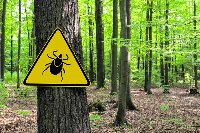 Vorsicht vor Zecken im Wald | Foto: AdobeStock/gabort