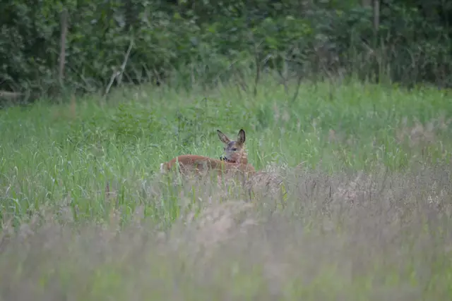 Rehe fühlen sich auch auf der benachbarten Wiese wohl | Foto: bim