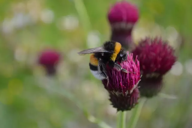 Für Insekten ist Hardys Garten ein Paradies | Foto: bim