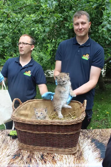 Der leitende Tierpfleger Manuel Martens (li.) und Tierpfleger Jonas Richter bei der Untersuchung der Luchsbabys