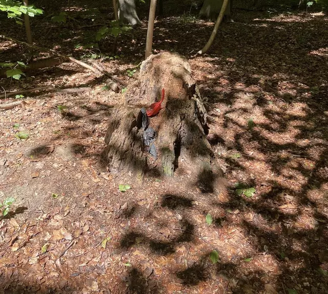 Eine der Aufnahmen der "Kot-Sammelstellen" im Höpen seit Abbau der Bänke und Mülleimer | Foto: sra