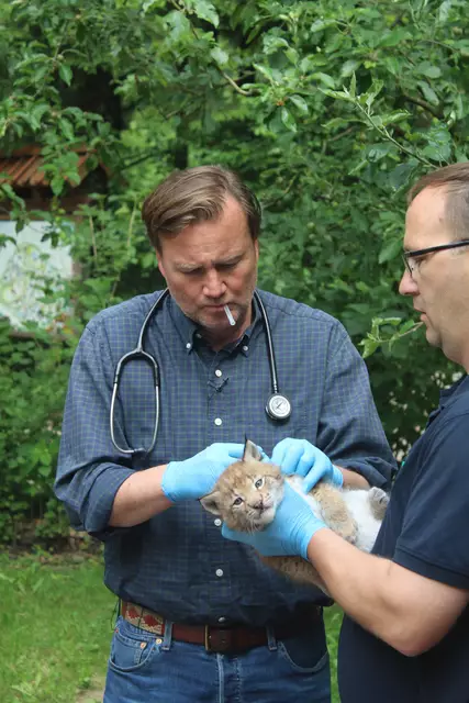 Tierarzt Dr. Sebastian Fietze (li.) und leitender Tierpfleger Manuel Martens bei der Untersuchung eines der Luchsbabys
