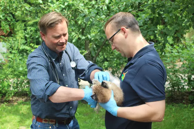 Tierarzt Dr. Sebastian Fietze (li.) und leitender Tierpfleger Manuel Martens bei der Untersuchung eines der Luchsbabys