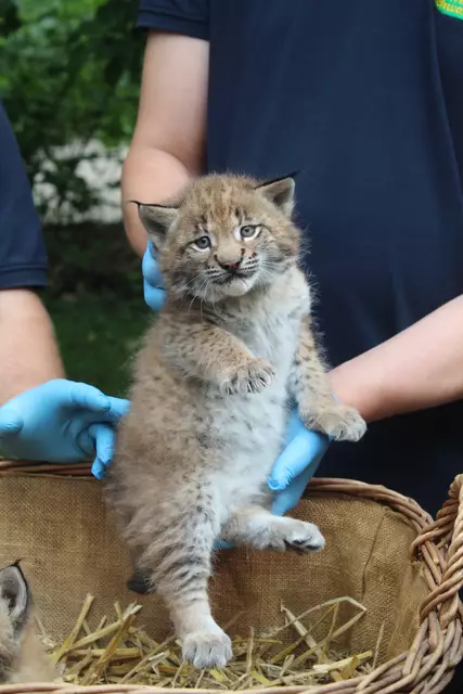 Das flauschige Luchsjunge ist gesund und wohlgenährt