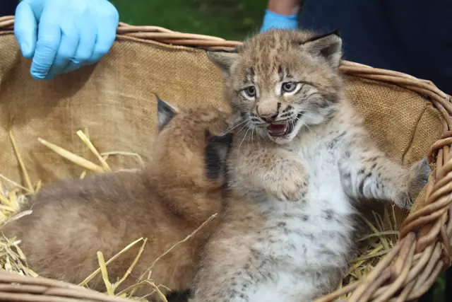 Die Luchsbabys sind gerade einmal vier Wochen alt