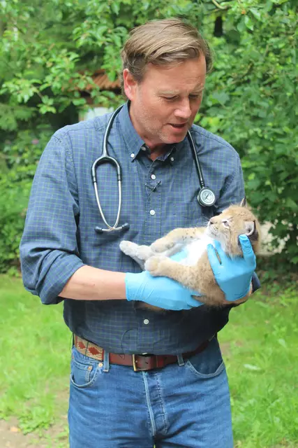 Tierarzt Dr. Sebastian Fietze bei der Untersuchung eines der Luchsbabys