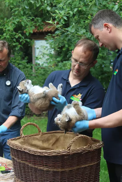 Der leitende Tierpfleger Manuel Martens (li.) und Tierpfleger Jonas Richter bei der Untersuchung der Luchsbabys