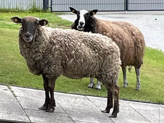 Diese beiden Ausreißer hielten Rettungskräfte in Schierhorn auf Trab | Foto: Pressestelle Feuerwehr Samtgemeinde Hanstedt