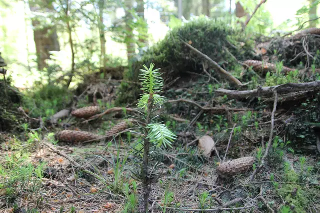 Ein gesunder Wald bietet Lebensraum für verschiedenste Tier- und Pflanzenarten | Foto: NLF (Niedersächsische Landesforsten)