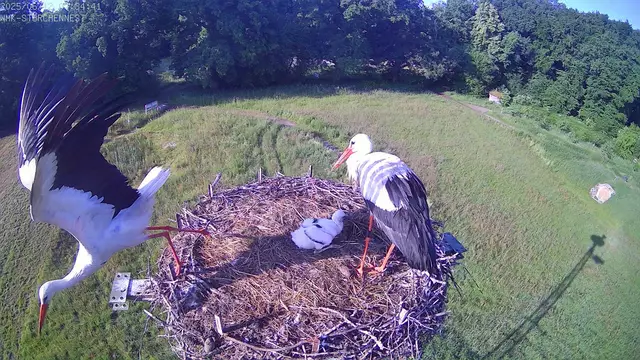 „Heiner“ und „Mathilda“ haben die Mühlenretter die Störche in Doras Garten an der Wassermühle Karoxbostel getauft. Das Brutpaar füttert ein Küken im Nest. | Foto: Frank Hesse / WMK