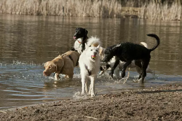 Nicht nur Hunde lieben im Sommer eine Abkühlung | Foto: sabine-muench.de