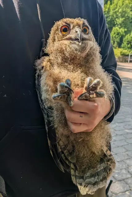 Der junge Uhu „Pattex“ wurde sichergestellt und zum Wildpark gebracht | Foto: Gemeinde Seevetal