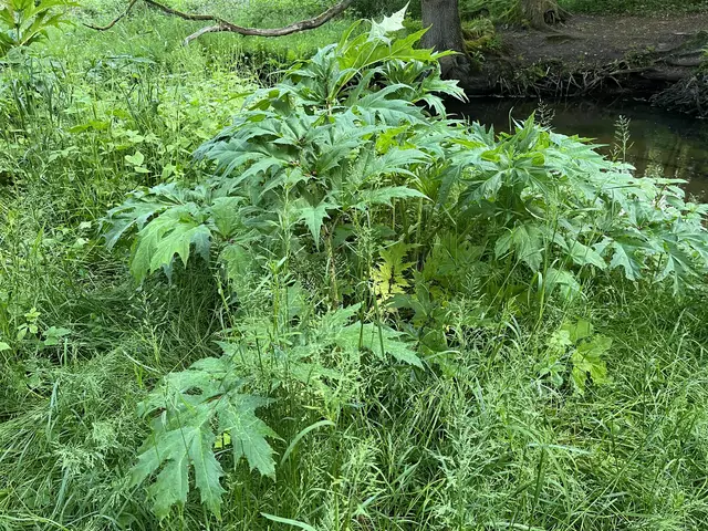 Der Riesenbärenklau ist eine invasive, also nicht-heimische Pflanze | Foto: Fischereivereinigung Nordheide