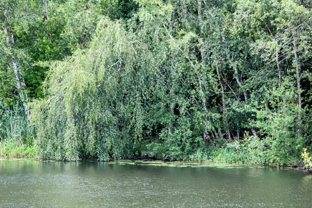 Eine Idylle. | Foto: Rüdiger Störtebecker