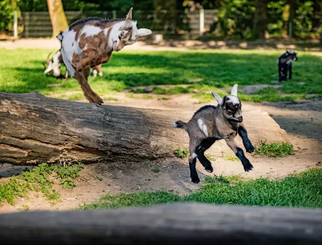 Wenn die Zwergziegen durch den Streichelzoo im Wildpark hüpfen, ist das ein lustiger Anblick | Foto: T. Acke