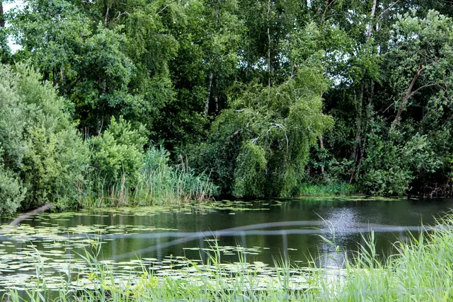 An einigen Stellen verschönern Seerosen dieses Biotop. | Foto: Rüdiger Störtebecker