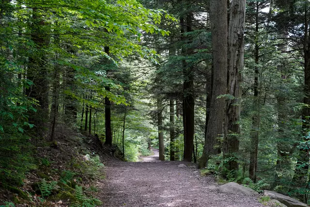 Nur noch gut ausgebaute, ausgeschilderte Wanderwege sollen in Neukloster genutzt werden | Foto: AdobeStock/Kathy