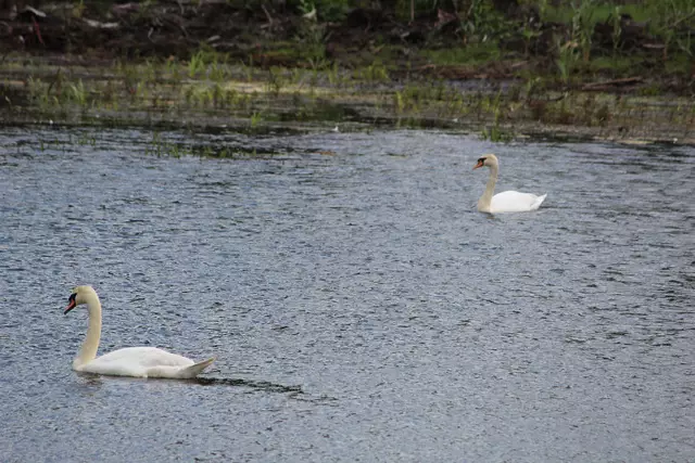 Das Schwanenpaar ist trotz Autolärm völlig entspannt. Bei den anderen Wasservögeln sieht es etwas anders aus. | Foto: Rüdiger Störtebecker