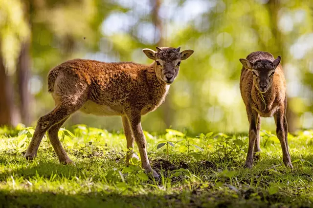 Süße Jungtiere sind gerade überall im Wildpark Schwarze Berge zu entdecken, darunter auch kleine Mufflons | Foto: T. Acke