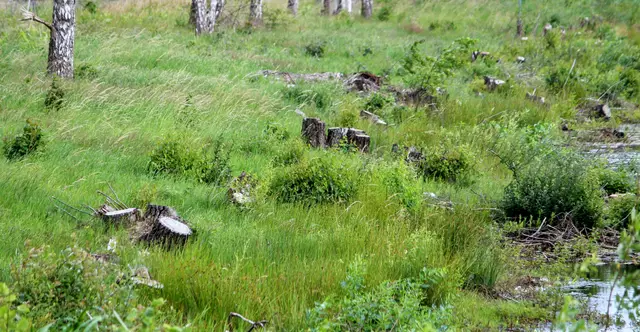 Hier sind die Reste der Bäume zu erkennen die auch den Autolärm Richtung Roydorf abgehalten haben.  Zu erkennen auch der Versuch der Büsche ihre vorherige Größe zu erreichen.
Das wird noch einige Jahre dauern.
Da diese Seite mit dem Ausbau der Kreuzung wohl nichts zu tun hat, ist das noch unverständlicher. | Foto: Rüdiger Störtebecker