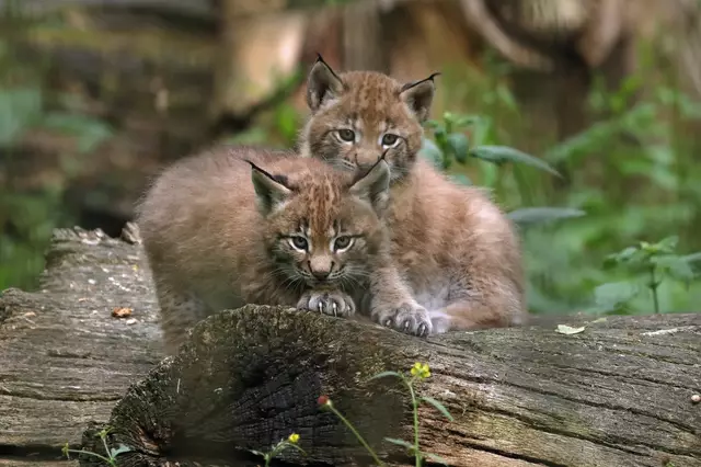 Auch der flauschige Luchsnachwuchs kuschelt gern | Foto: Wildpark Schwarze Berge