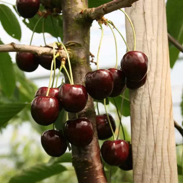 Dieses Jahr hat in Niedersachsen die Kirschernte früher als üblich begonnen | Foto: Kockerols/Landwirtschaftskammer Niedersachsen