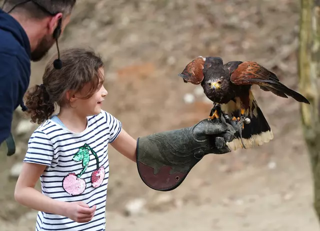 Wenn ein Raubvogel auf dem eigenen Arm landet, ist das ein unvergessliches Erlebnis | Foto: Wildpark Schwarze Berge