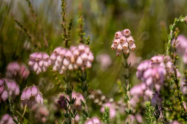 Die Glockenheide blüht | Foto: Lüneburger Heide GmbH