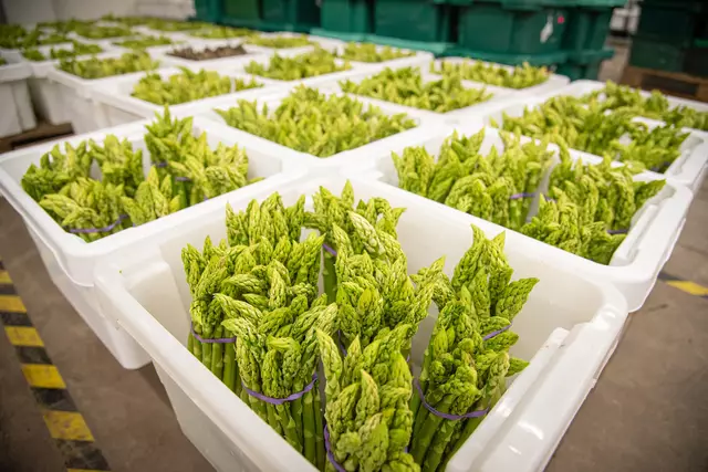 Verkaufsfertiger Grüner Spargel im Kühlhaus eines Spargel-Anbaubetriebes in der Region Hannover | Foto: Ehrecke/Landwirtschaftskammer Niedersachsen