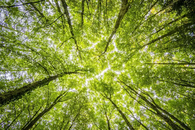 Die Daten über die Wälder sollen noch besser zusammengetragen werden | Foto: Pexels Umkreisel App