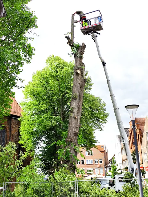 Ein stolzer Baum muss sterben. | Foto: Rüdiger Störtebecker
