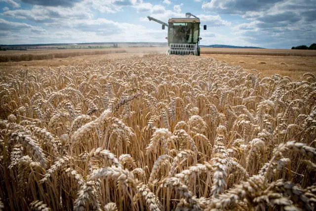 In Niedersachsen beginnt jetzt wieder die Zeit der Getreideernte | Foto: Ehrecke/Landwirtschaftskammer Niedersachsen