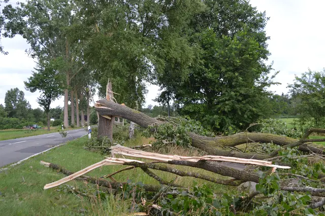 Auch an der Kreisstraße 23 in Königsmoor sind mehrere Bäume umgeknickt - und zum Glück Richtung Felder und Wiesen | Foto: bim