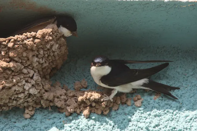 Mehlschwalben beim Nestbau. Jungvögel flüchten bei Hitze aus dem Nest | Foto: Dr. Christoph Moning