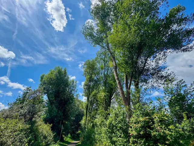 Grünastabwurf kommt auch bei gesunden Bäumen vor | Foto: Gemeinde Seevetal
