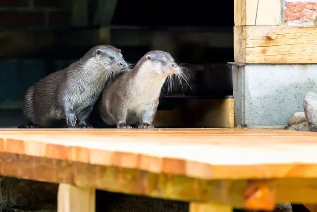 Die Fischotter Otto und Binka werfen einen neugierigen
Blick auf den Steg und die Teichanlage vor ihrer Unterkunft | Foto: Wildpark / Thomas Ix