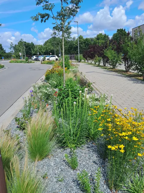 Am Zuckerkamp ist eine lebendige Bienenwiese entstanden | Foto: Anika Werner