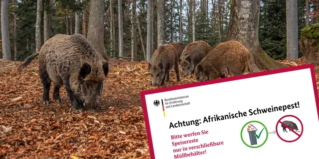 Die afrikanische Schweinepest ist eine hochansteckende und tödlich verlaufende Tierseuche | Foto: Adobe Stock/Miller_Eszter / BMEL